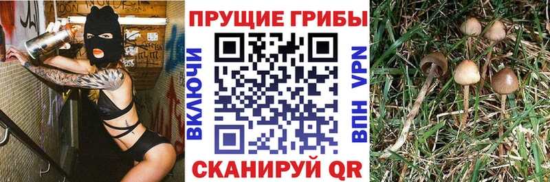 Псилоцибиновые грибы Psilocybine cubensis  гидра ТОР  Заинск  сколько стоит 
